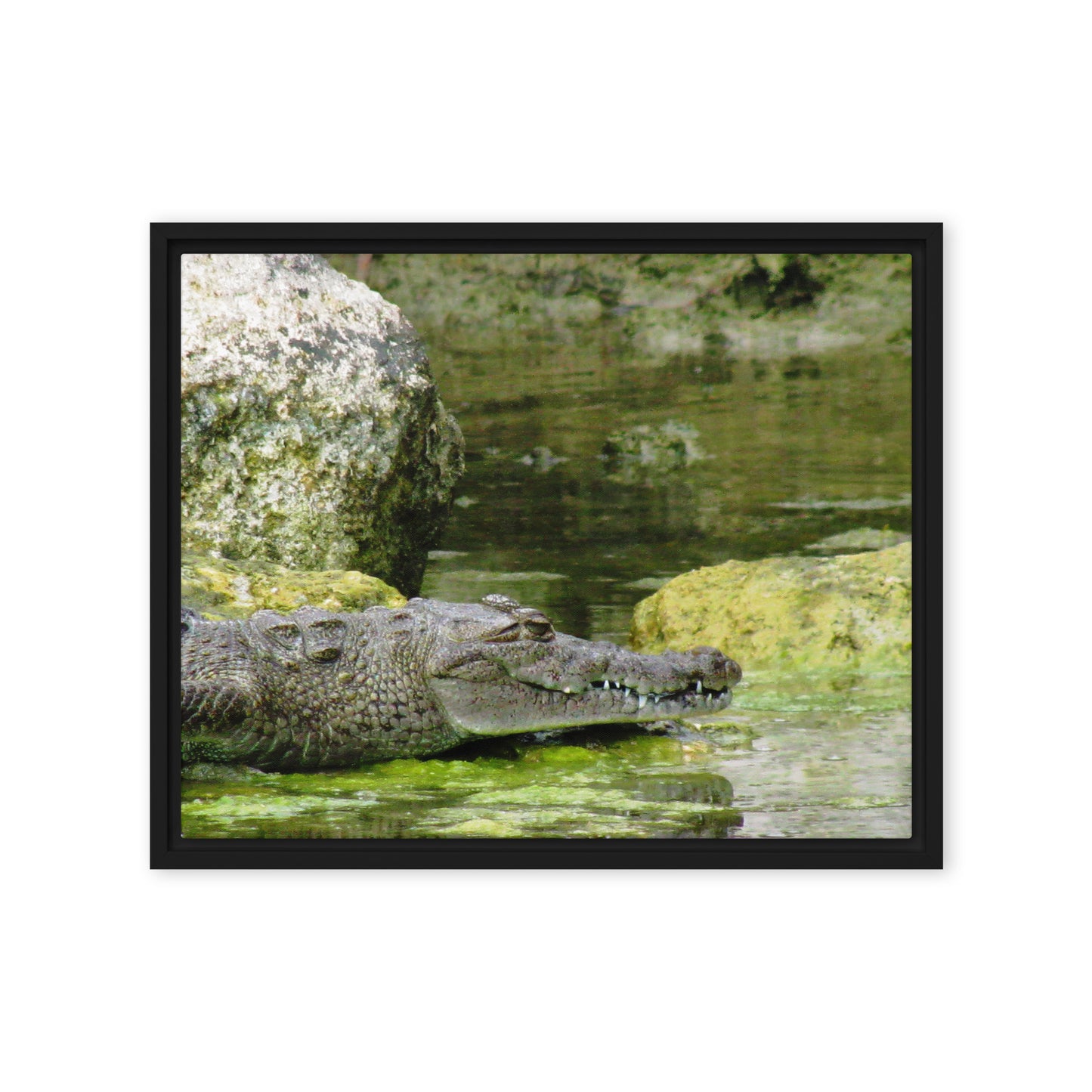 Croc In The Isle  |  Framed Canvas