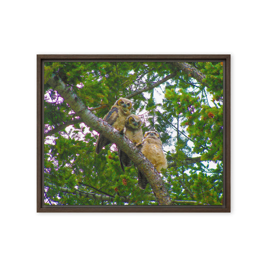 Furry Owls  |  Framed Canvas