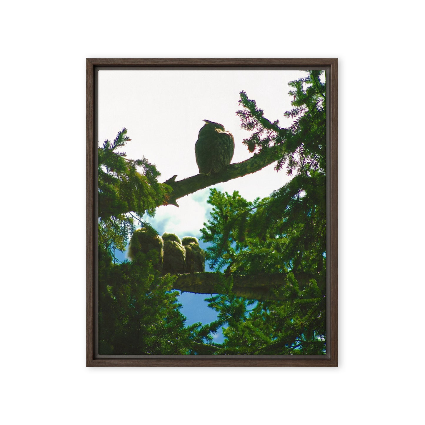 Just Owling  |  Framed Canvas