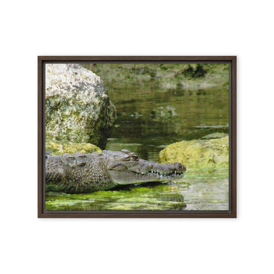 Croc In The Isle  |  Framed Canvas