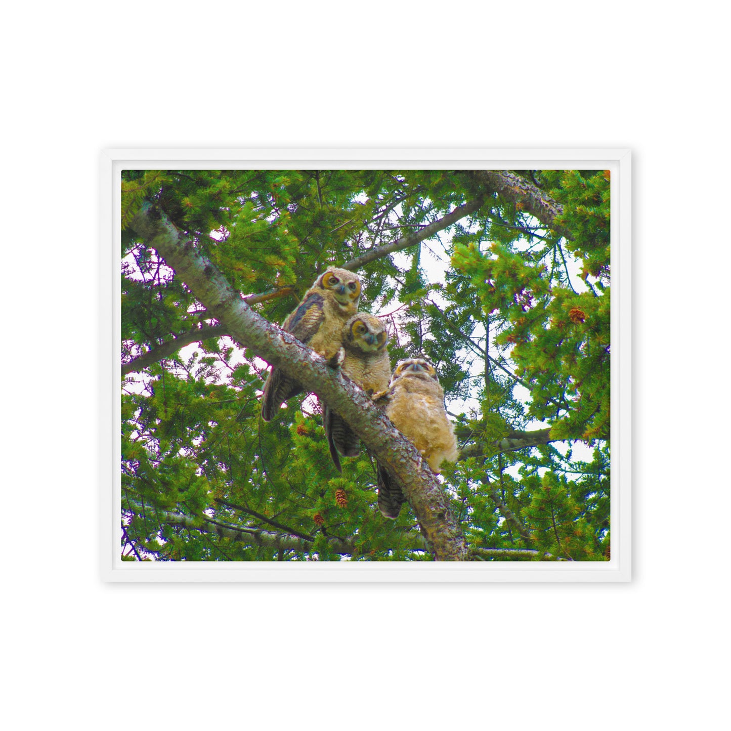 Furry Owls  |  Framed Canvas