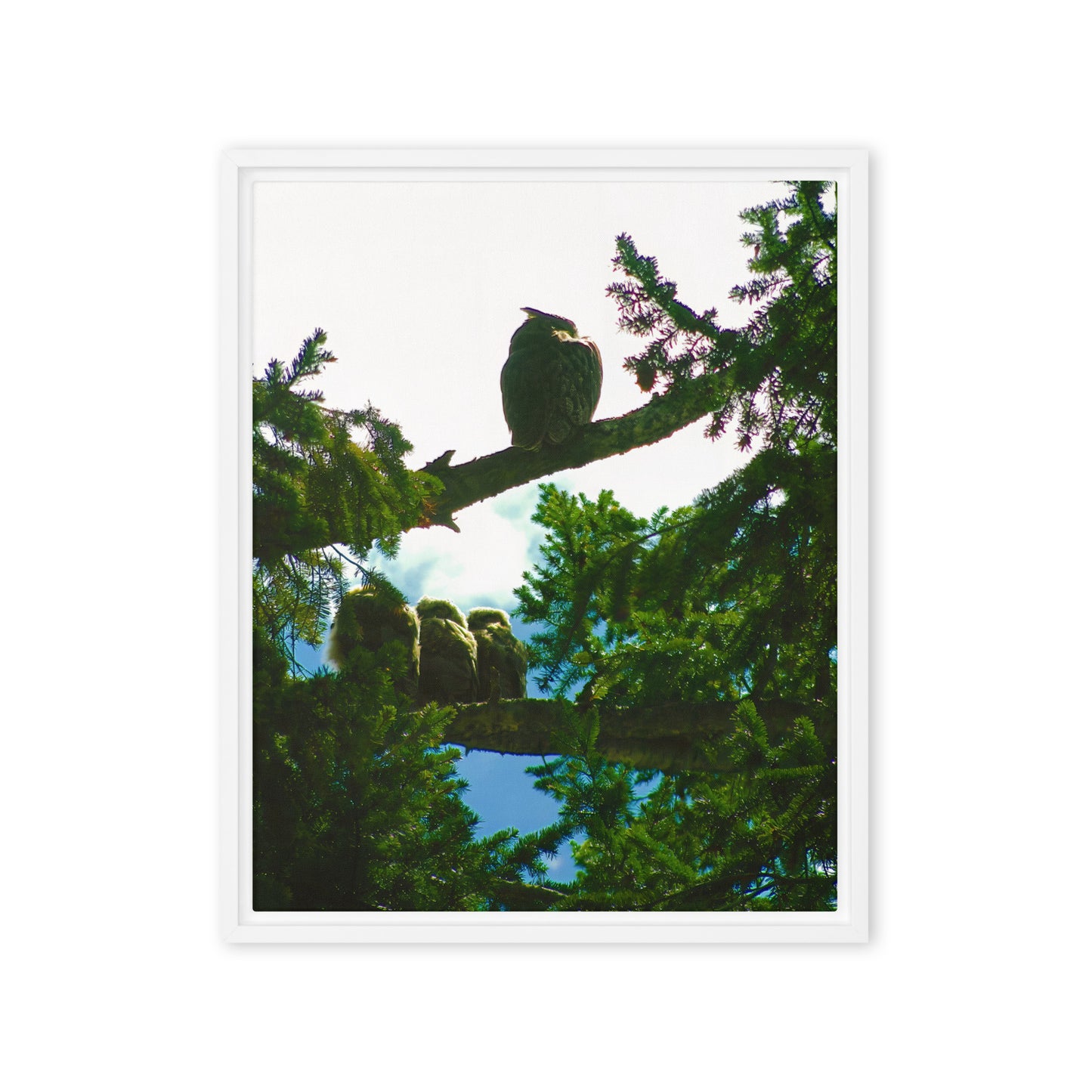 Just Owling  |  Framed Canvas