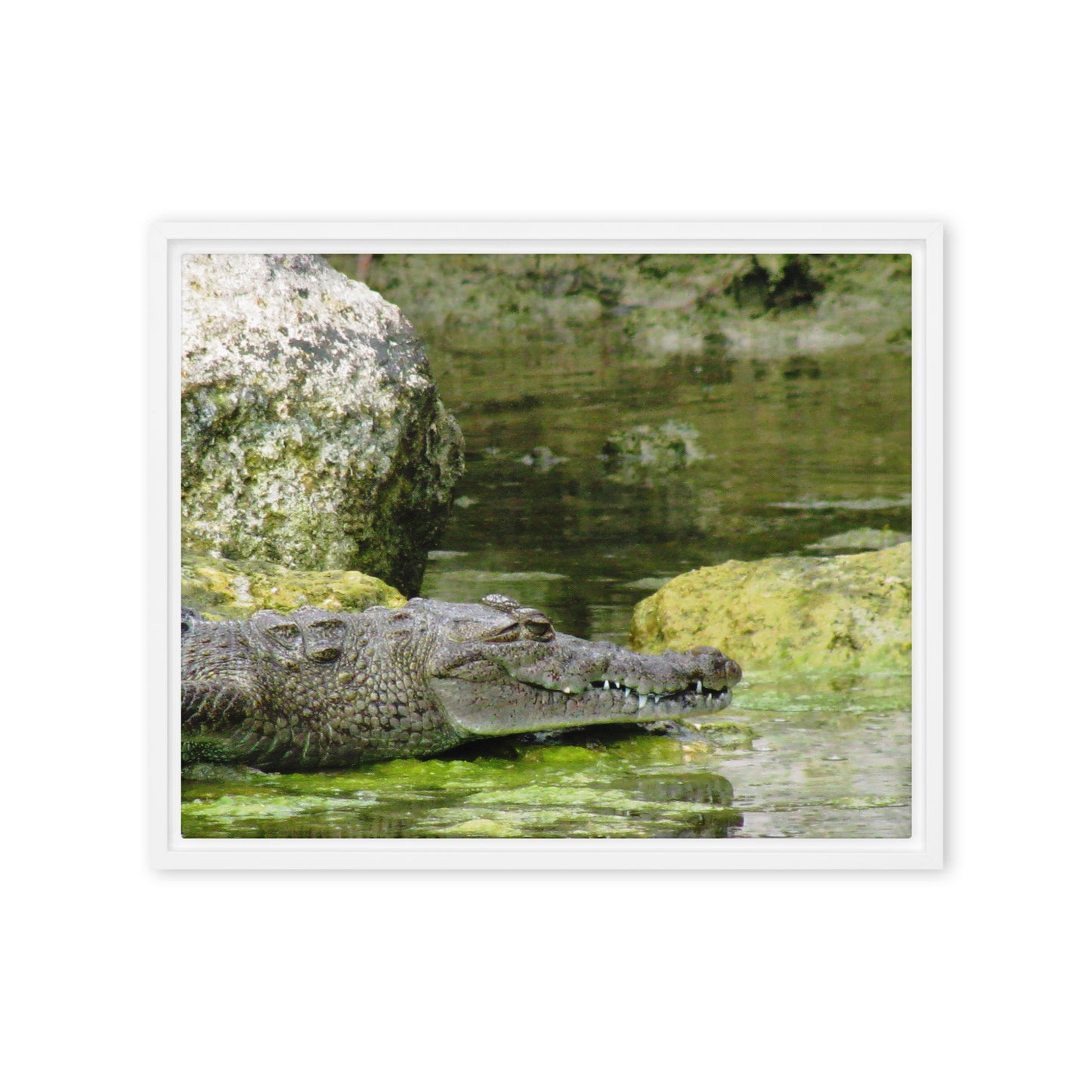 Croc In The Isle  |  Framed Canvas