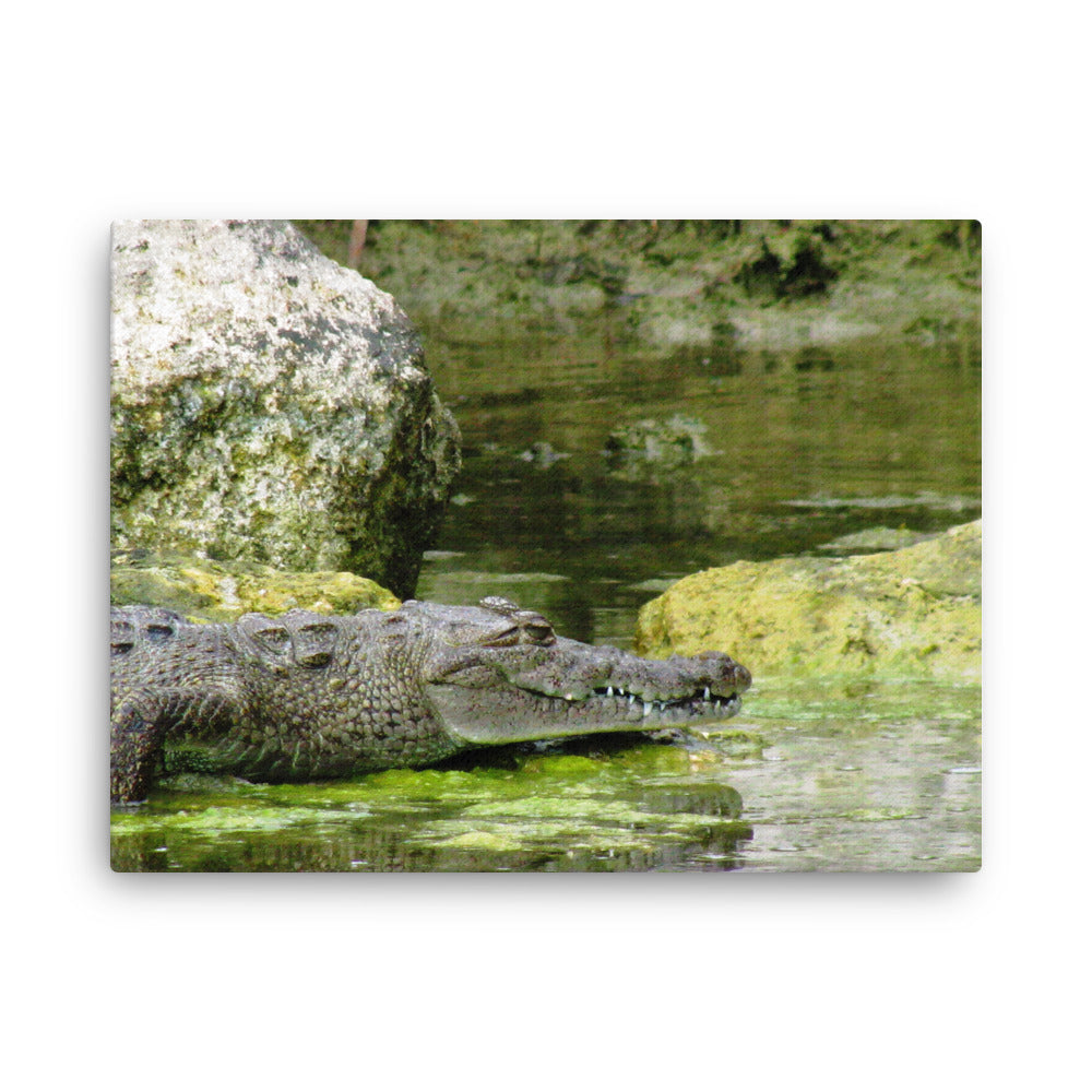 Croc In The Isle  |  Canvas