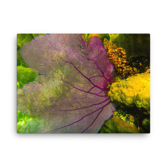 Gorgonian Shines Out  |  Canvas